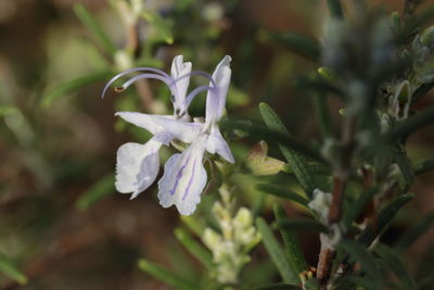 Close-up of white flowers