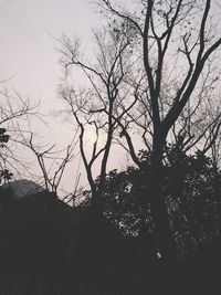 Low angle view of silhouette bare trees against sky