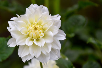 Close-up of white dahlia