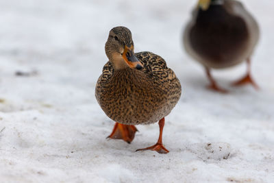 Duck on snow
