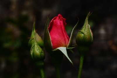 Close-up of rose bud
