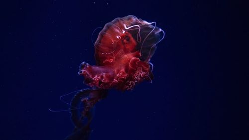 Close-up of jellyfish swimming in sea