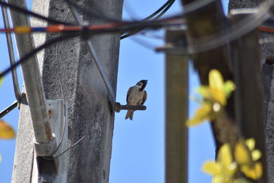 Low angle view of birds perching on a bird feeder