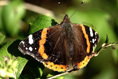 Close-up of butterfly on flower