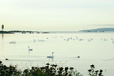 Swans swimming in lake against sky