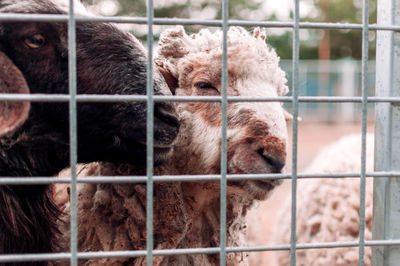 Two sheep look through the netting of the corral at the farm, portrait. mammals are in the zoo.