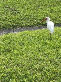 Seagull perching on a field