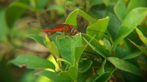 Close-up of insect on plant