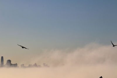 Low angle view of birds flying in sky