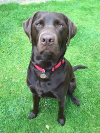 Portrait of dog in field