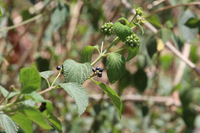 Close-up of a bird perching on plant