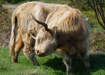 Close-up of highland bull on field