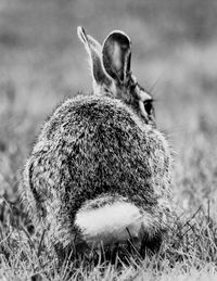 Close-up of animal on field