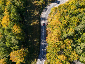 Winding forest road in beautiful autumn colors