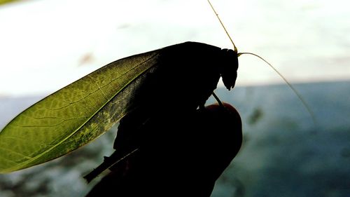 Close-up of insect on leaf against sky