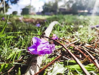 Close-up of purple crocus flowers