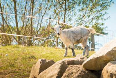 Sheep standing on rock