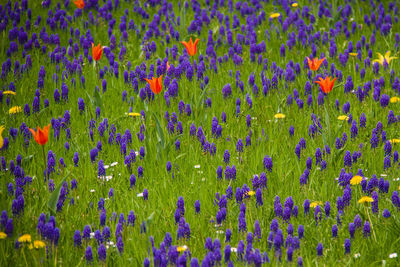 Close-up of fresh purple flowers in field