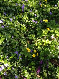 Purple flowers plants