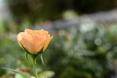 Close-up of flower blooming outdoors