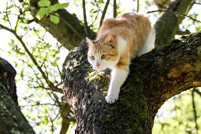 Low angle view of cat sitting on tree