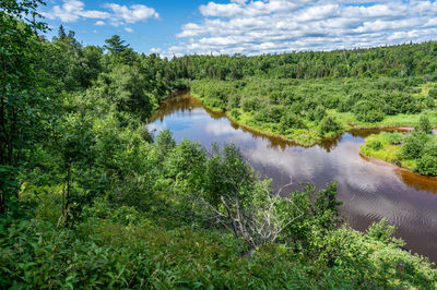Scenic view of lake in forest against sky