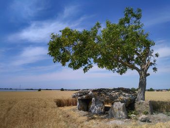 Tree on field against sky