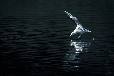 Bird flying over water