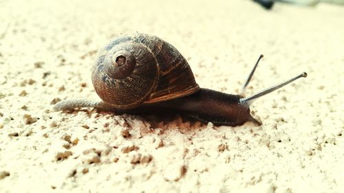 Close-up of insect on white surface
