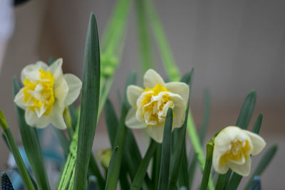 Close-up of white daffodil