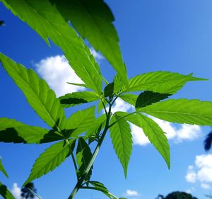 Low angle view of plant against clear blue sky