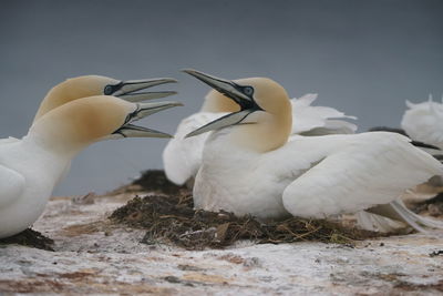 Close-up of birds in nest