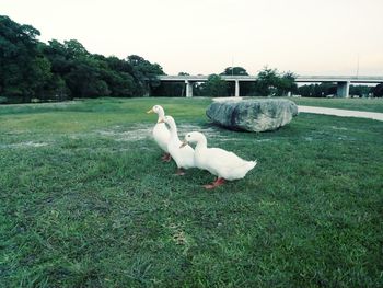 View of a bird on field