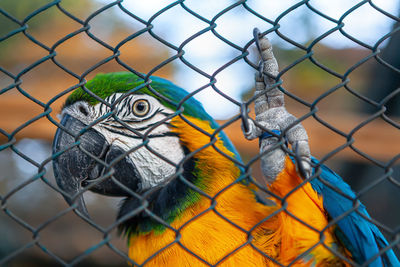 Macaw in a cage . colorful parrot at zoo