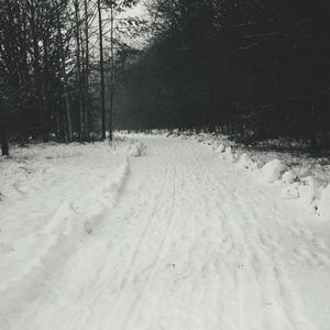 Snow covered field by trees