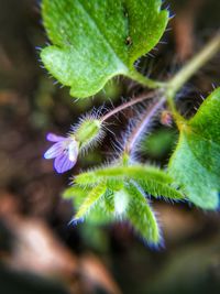 Close-up of purple flowering plant