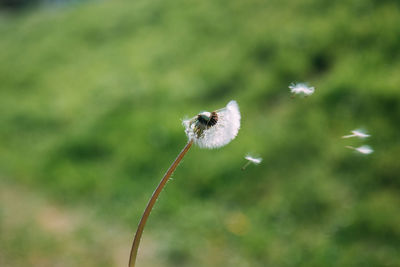 Close-up of housefly on flower