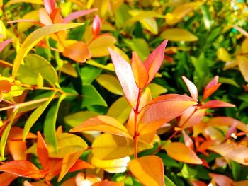 Close-up of orange leaves on plant