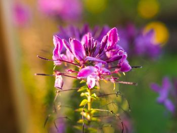 Close-up of purple flowers