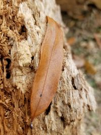 Close-up of tree trunk