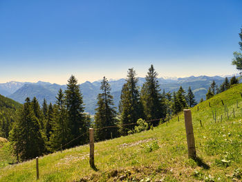 Scenic view of pine trees against sky