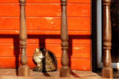An alert funny cat with pulled-up fur sits on the veranda of the wooden house in the  orange light 