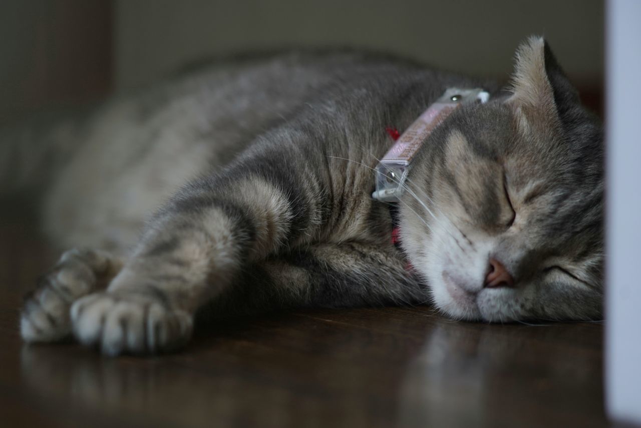 domestic cat, indoors, animal themes, relaxation, resting, domestic animals, selective focus, sleeping, one animal, lying down, feline, mammal, pets, no people, close-up, day