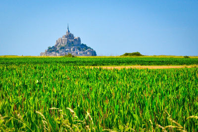 Scenic view of agricultural field against clear sky