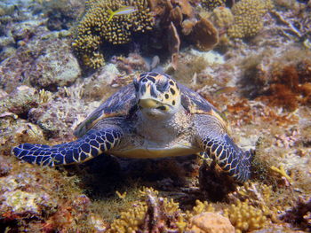 Sea turtle laying on coral in curacao, dutch antilles