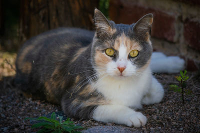 Portrait of a cat