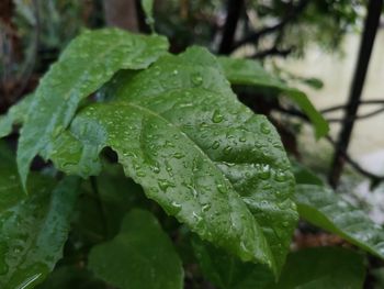 Close-up of raindrops on leaves