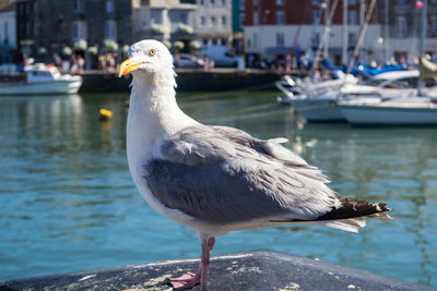 Close-up of seagull perching on a boat