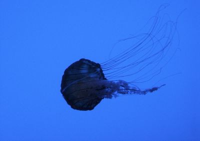 Trees against blue sky