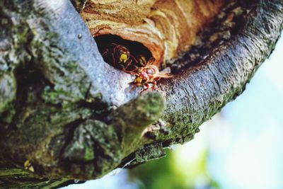 Close-up of insect on tree trunk